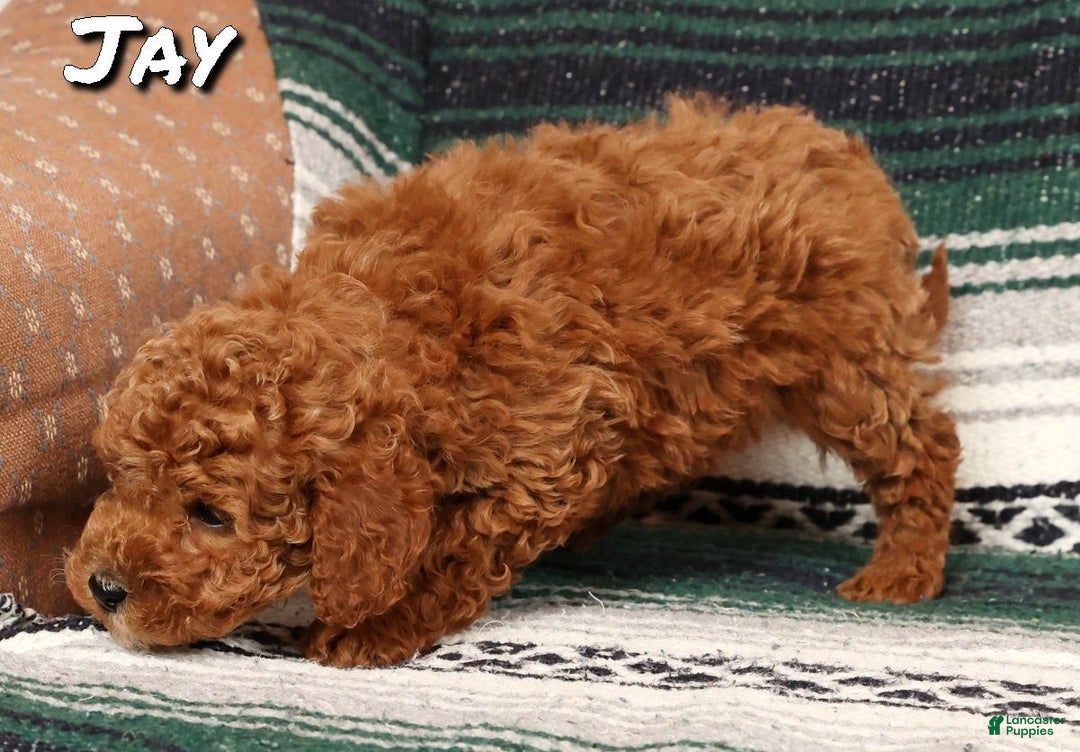 Mini Goldendoodle dogs for sale: Josie - Ad 10