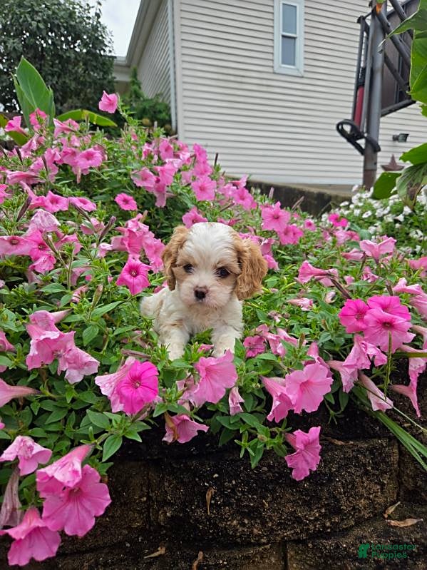 Cockapoo dogs Bella - Ad 1