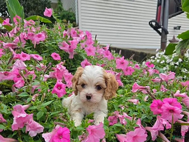 Cockapoo dogs Bella - Ad 1