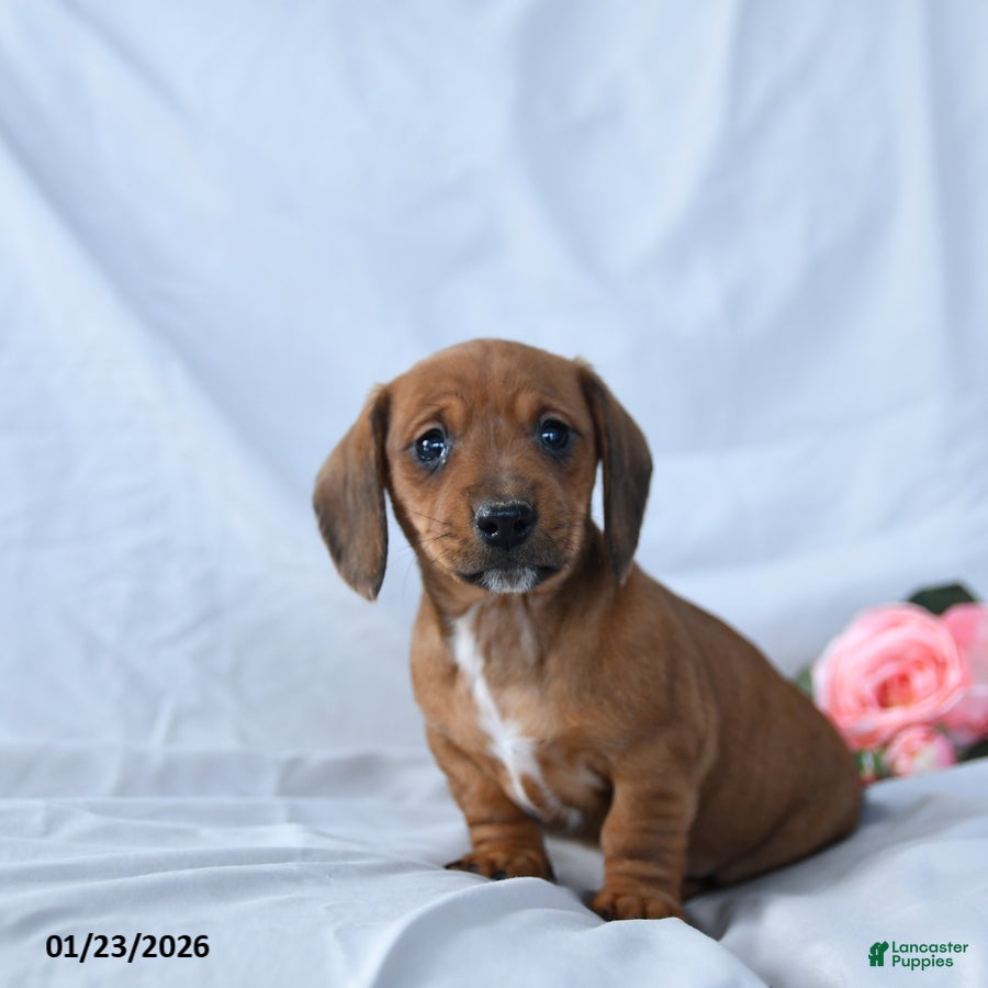 Miniature Dachshund dogs Macy - Ad 23