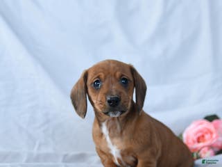 Miniature Dachshund dogs Macy - Ad 23