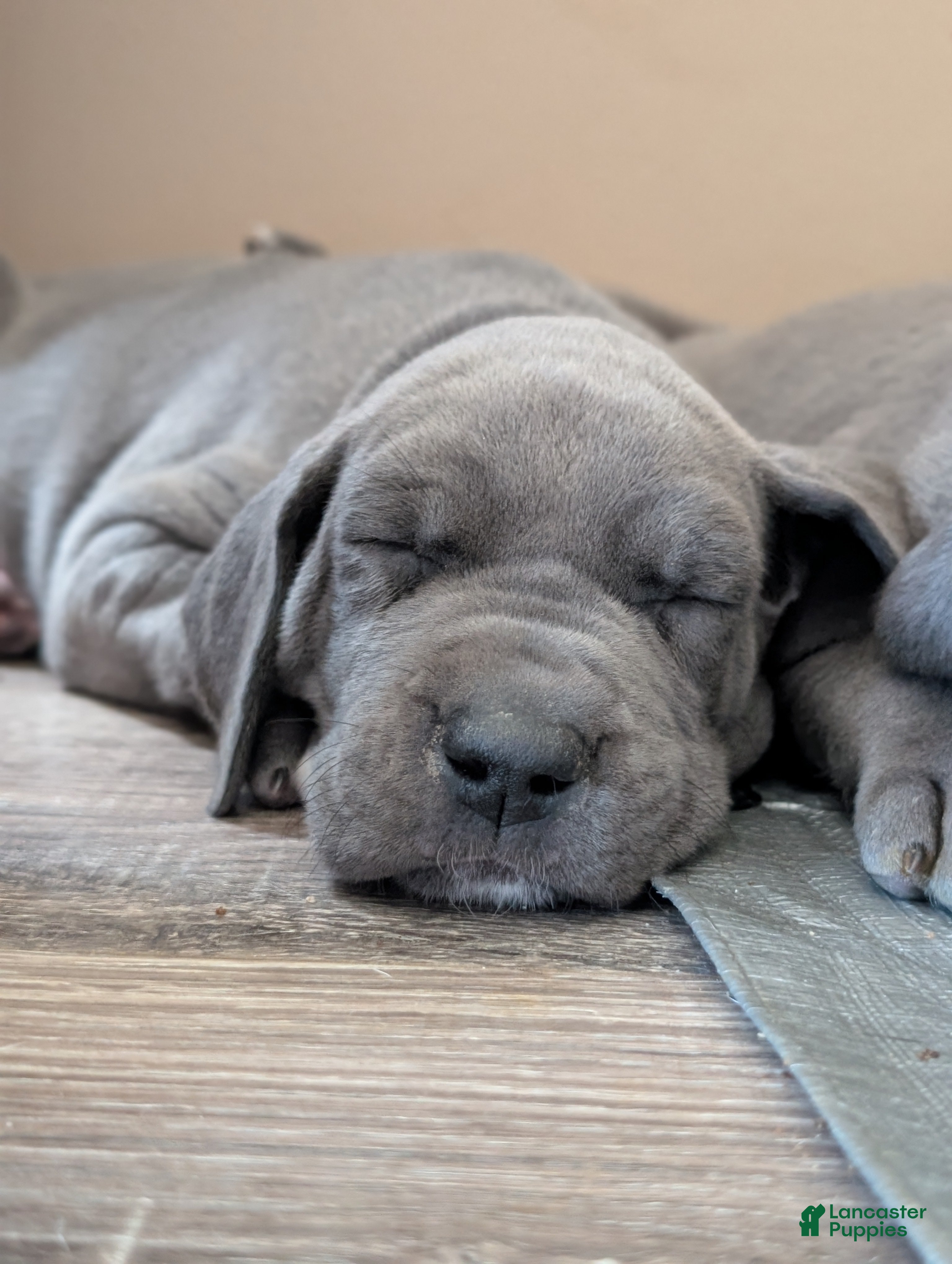 Great Dane dogs Great Dane Puppy 2 - Ad 2