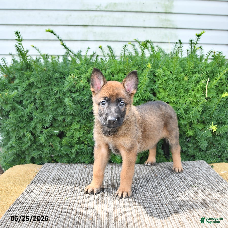 Mixed Breed dogs Avanti - Ad 1