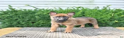 Mixed Breed dogs for sale: Avanti - Ad 1