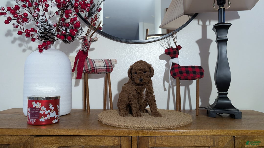 Miniature Poodle dogs for sale: Moby - Ad 6