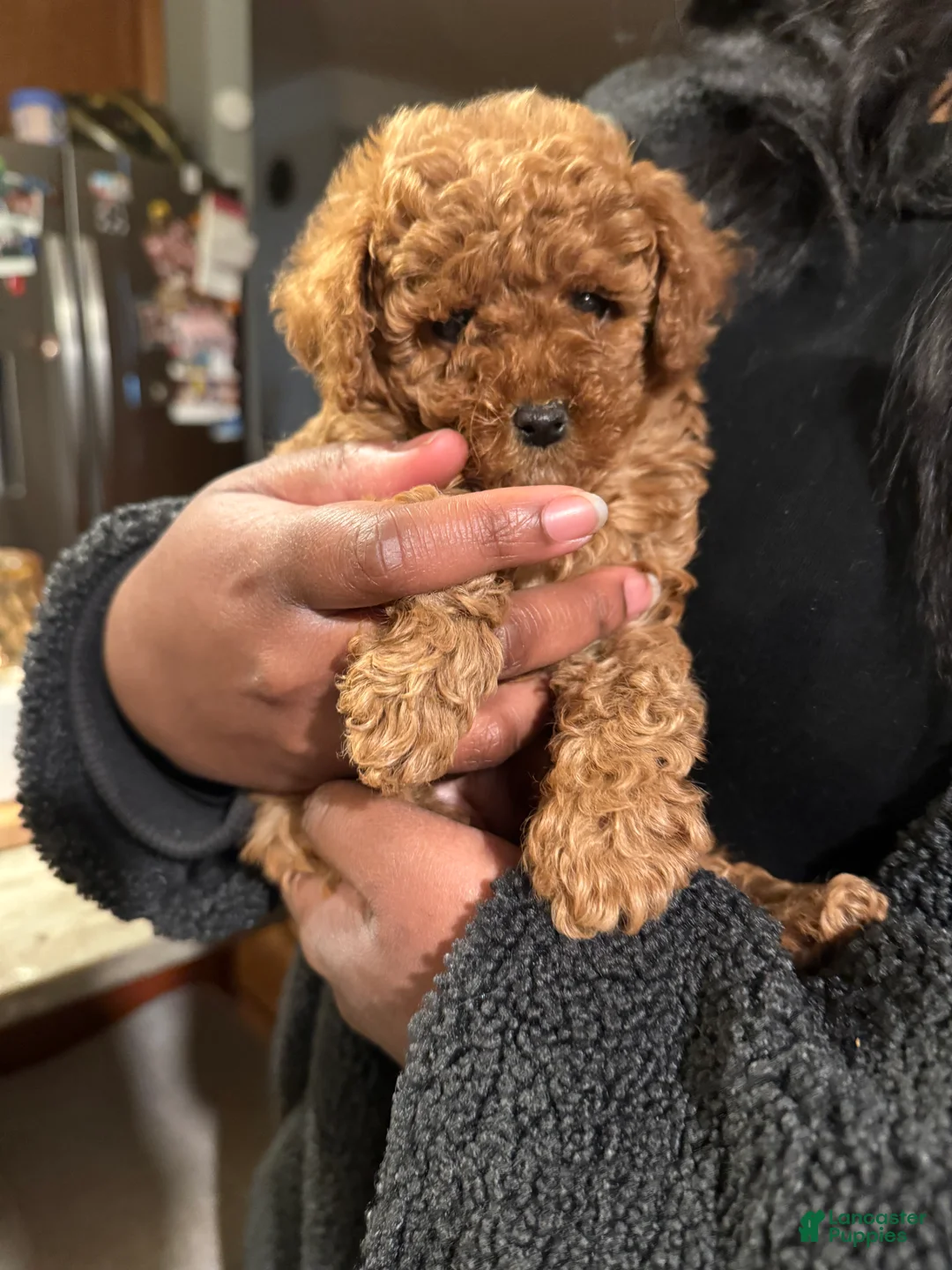 Toy Poodle dogs for sale: Toy Poodle Puppy 1 - Ad 2