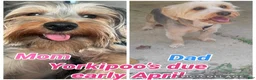 Yorkiepoo dogs for sale: Sweetie pie  - Ad 3