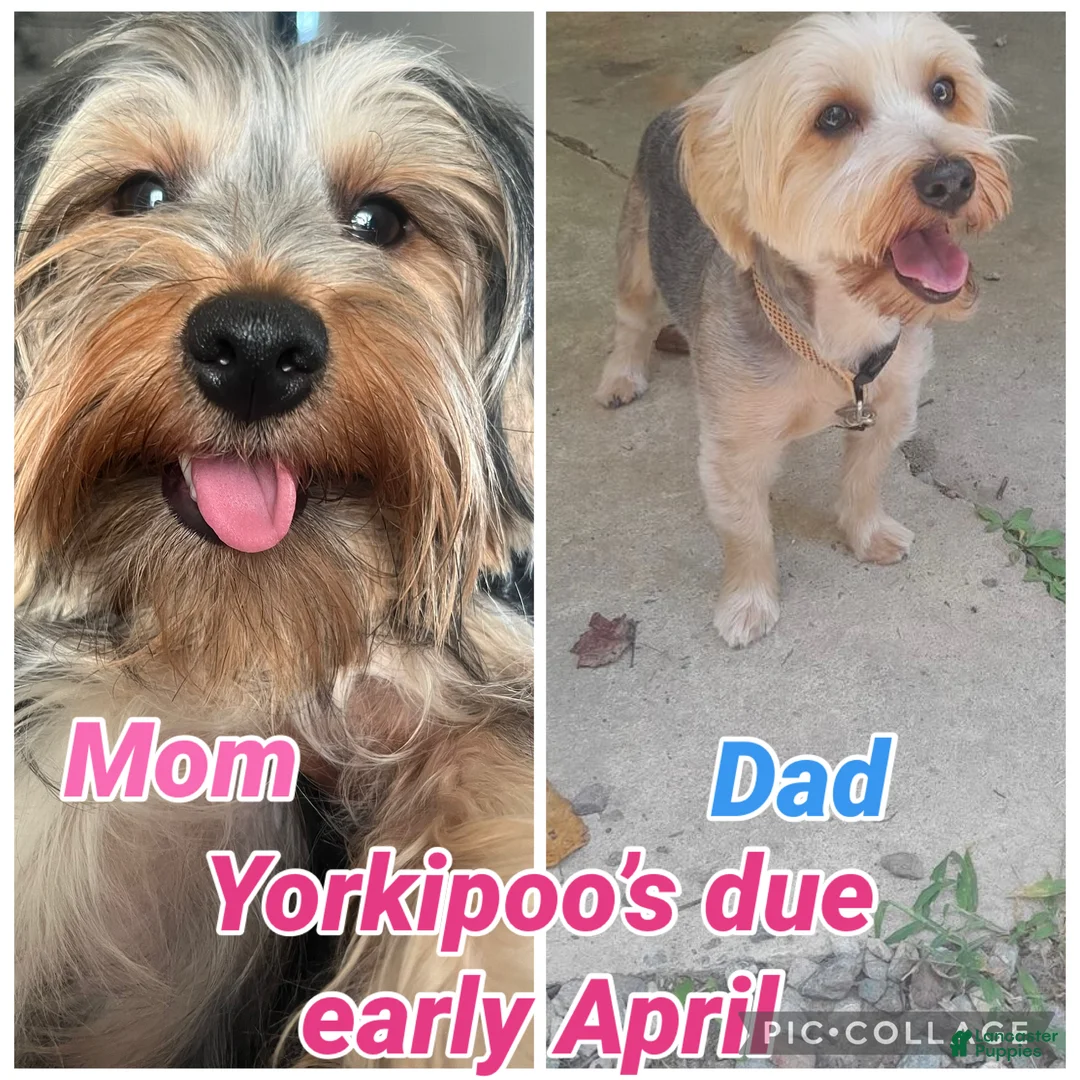 Yorkiepoo dogs for sale: Sweetie pie  - Ad 3