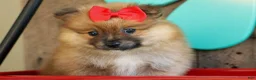 Pomeranian dogs for sale: Fabio  - Ad 19