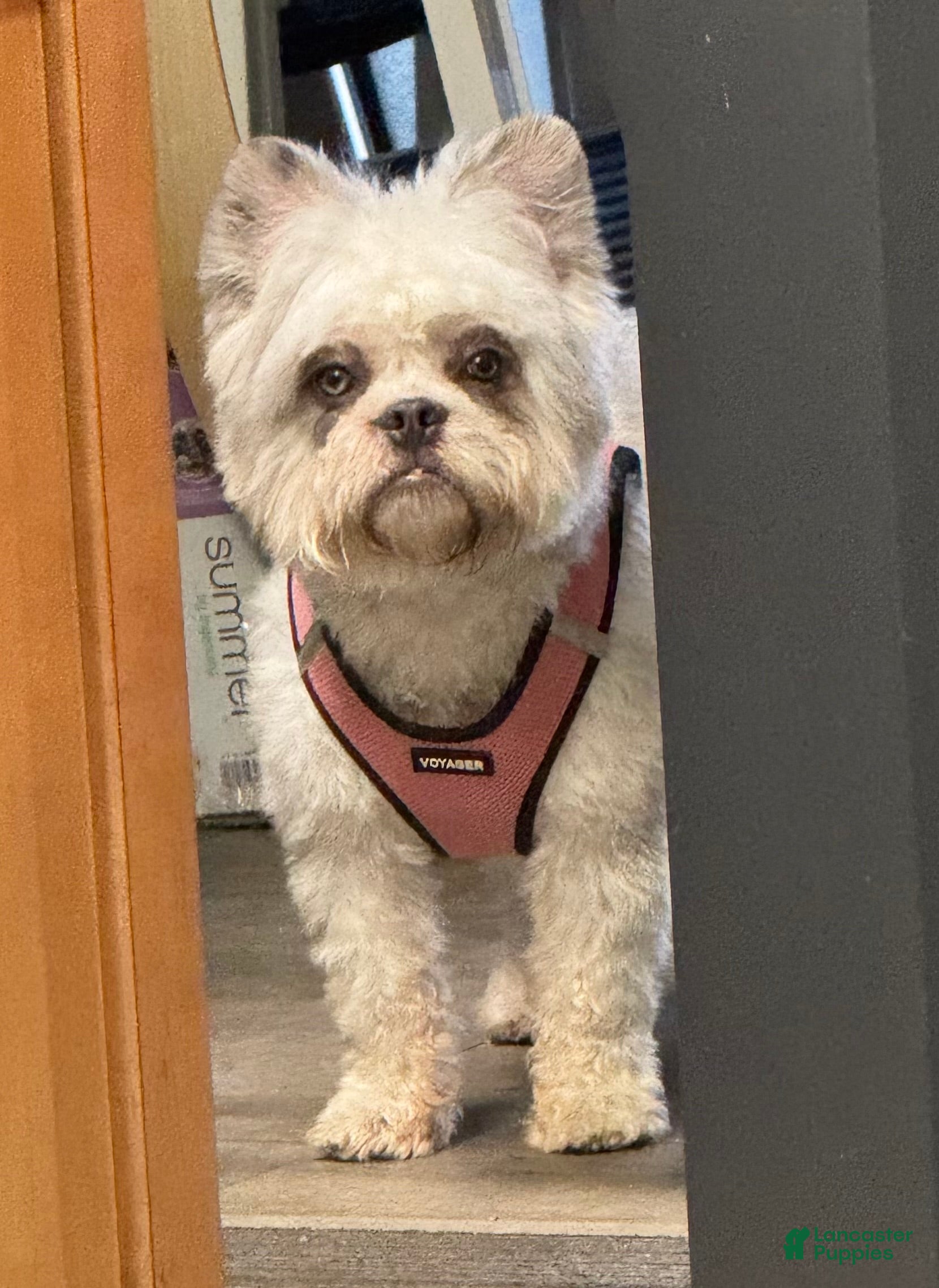 French Bulldog dogs Chrissy - Ad 3