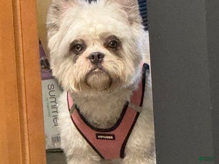 French Bulldog dogs Chrissy - Ad 3