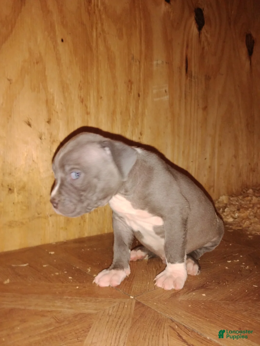 American Bully dogs for sale: American Bully Puppy 5 - Ad 3
