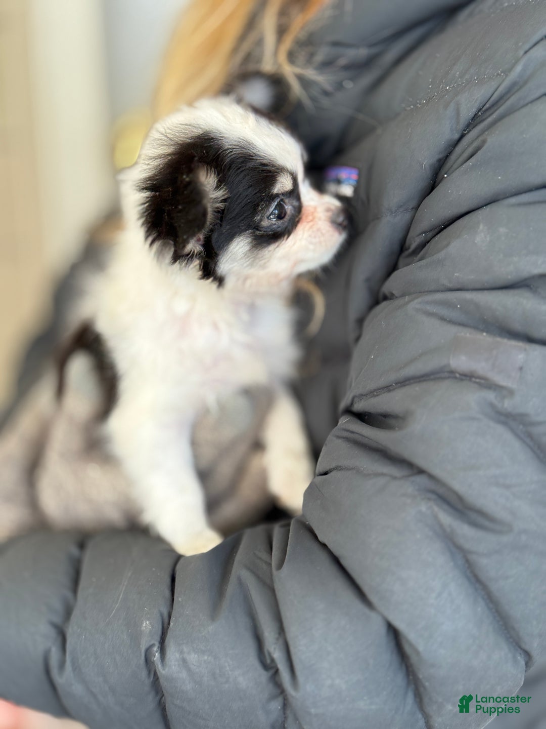 Chihuahua dogs for sale: Quest - Ad 14