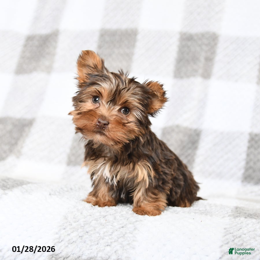 Yorkshire Terrier dogs for sale: Joey - Ad 2