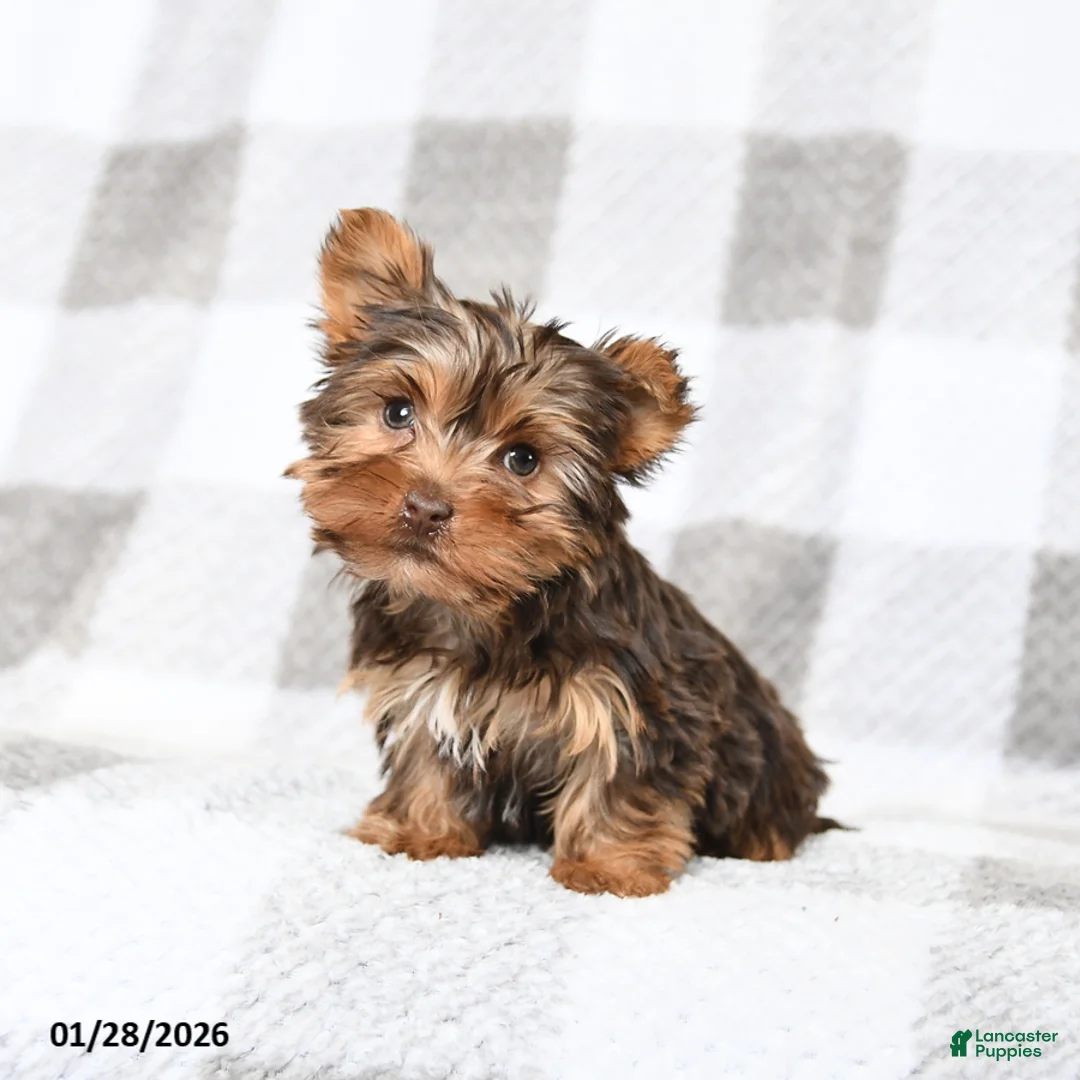 Yorkshire Terrier dogs for sale: Joey - Ad 1