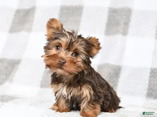 Yorkshire Terrier dogs for sale: Joey - Ad 2