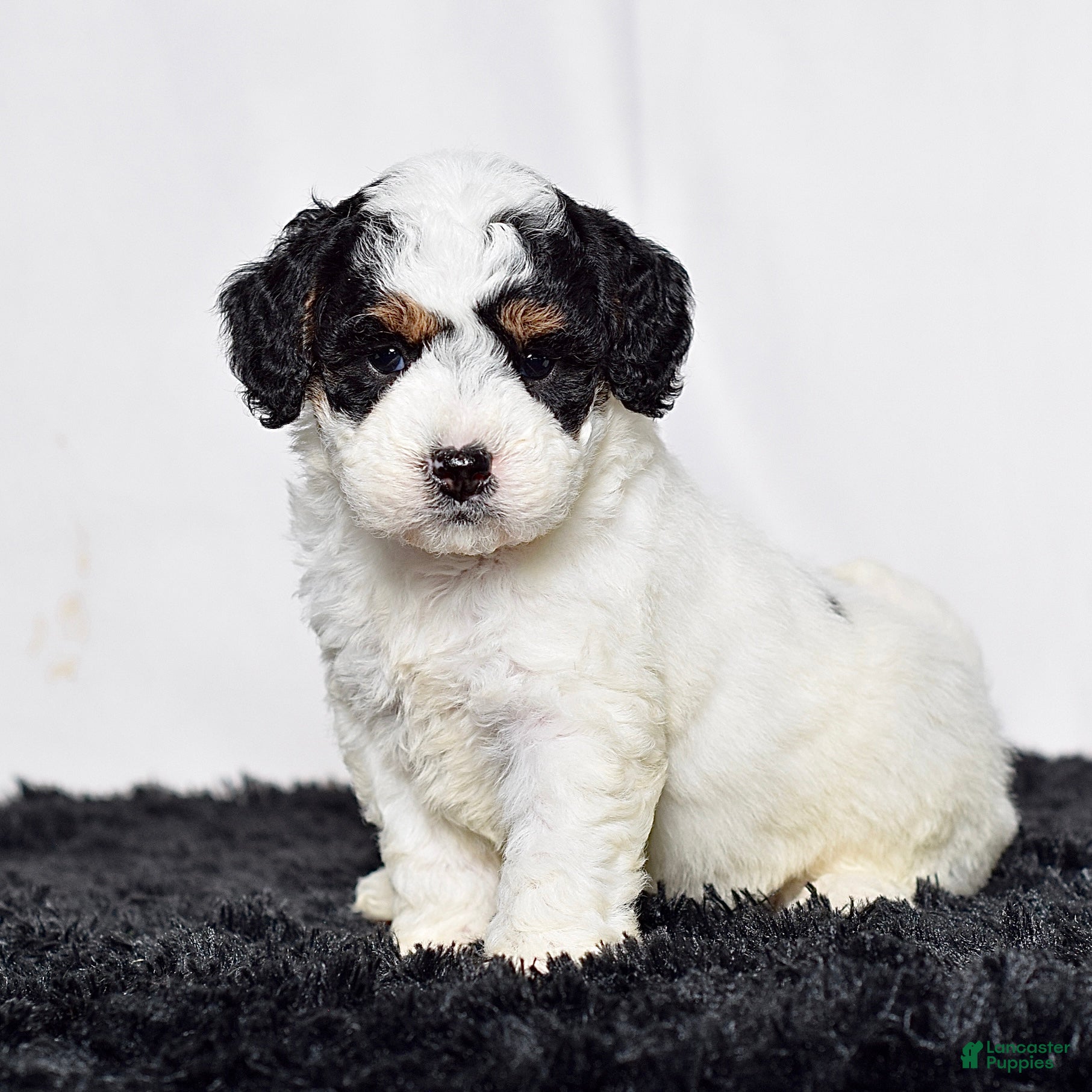 Mini Goldendoodle dogs Ms. Kida - Ad 2