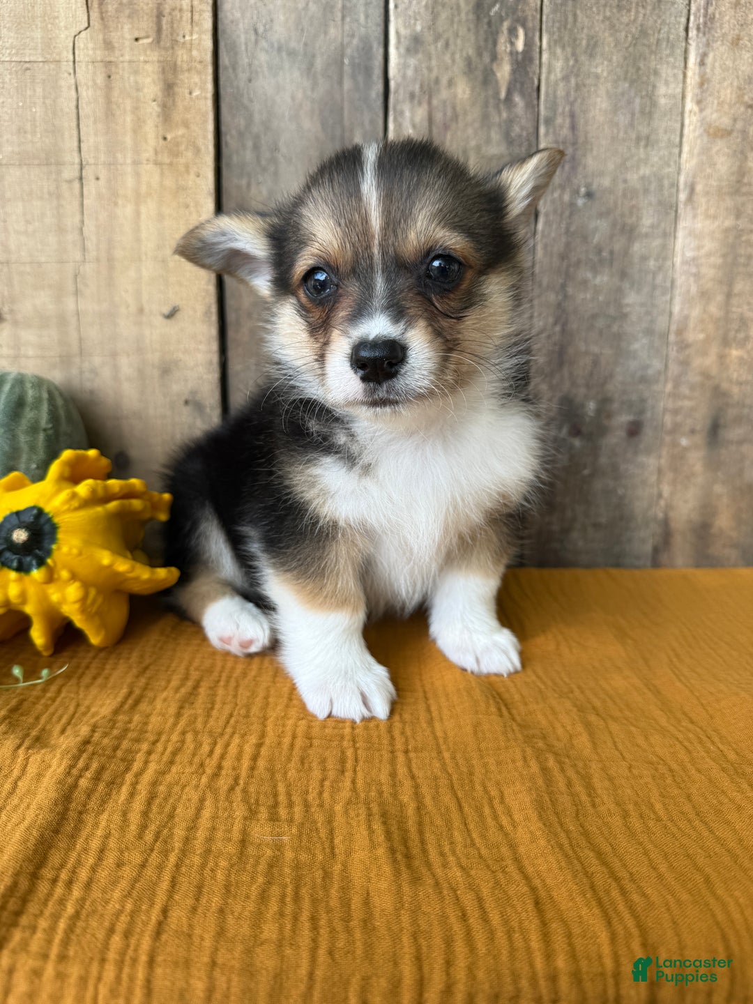 Welsh Corgi Pembroke dogs for sale: Jesse - Ad 12