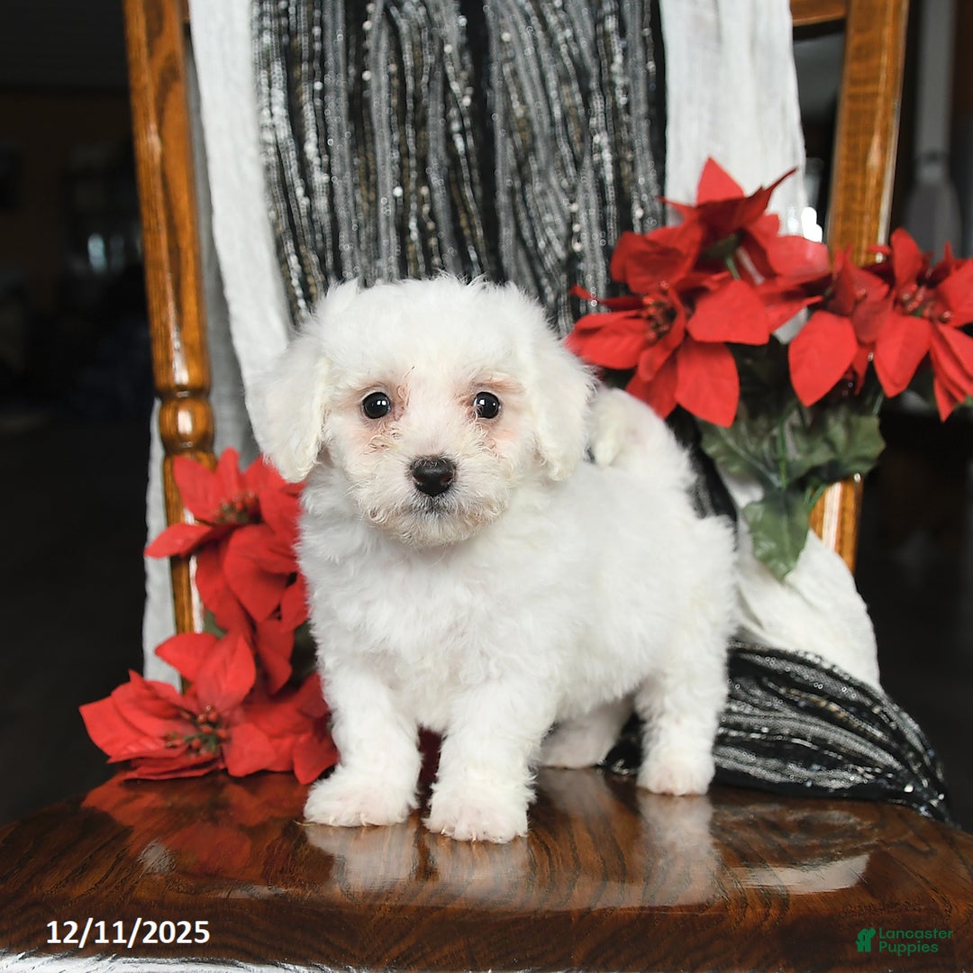 Bichon Frise dogs for sale: Duncan - Ad 2