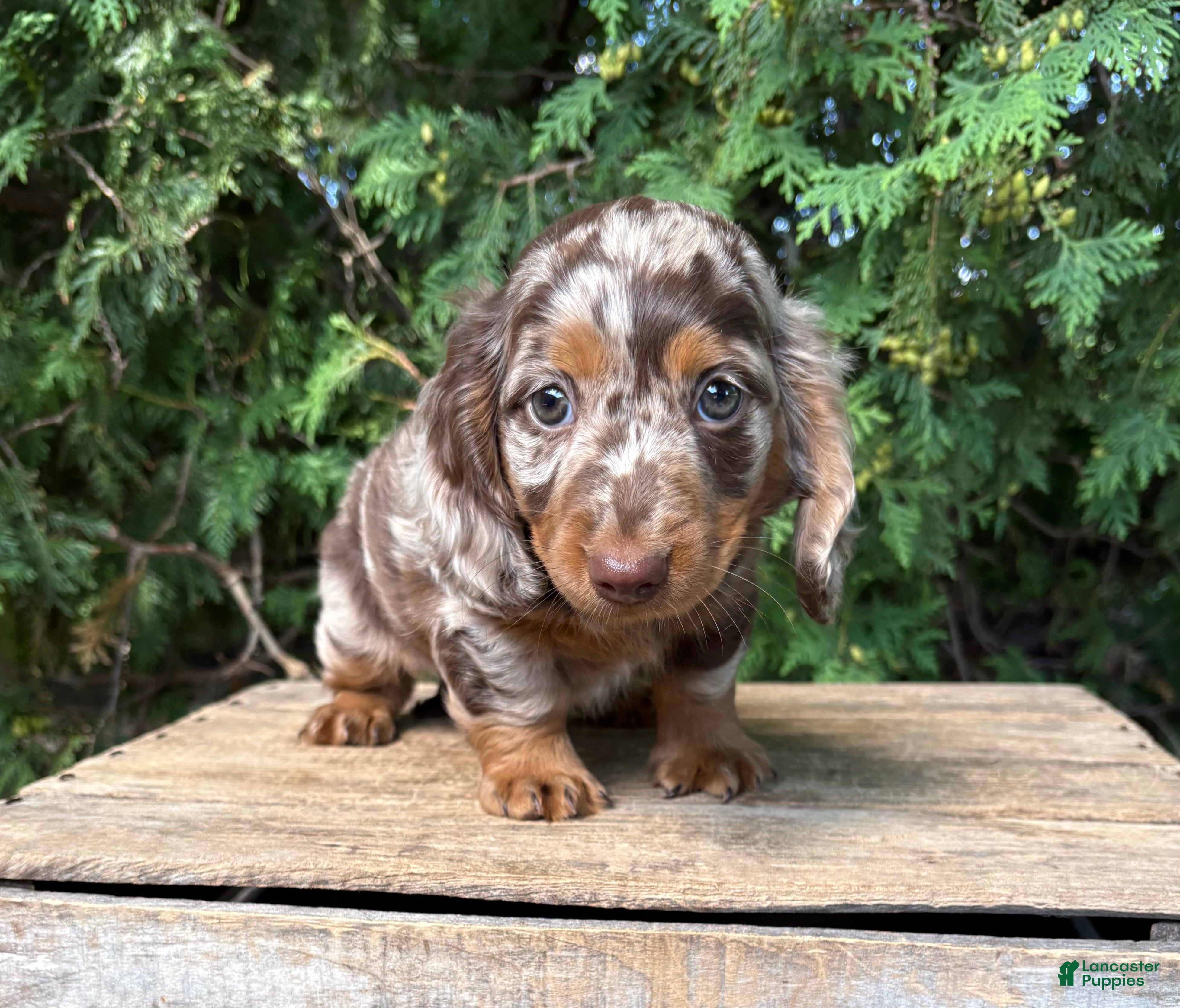 Dachshund dogs Asher - Ad 2
