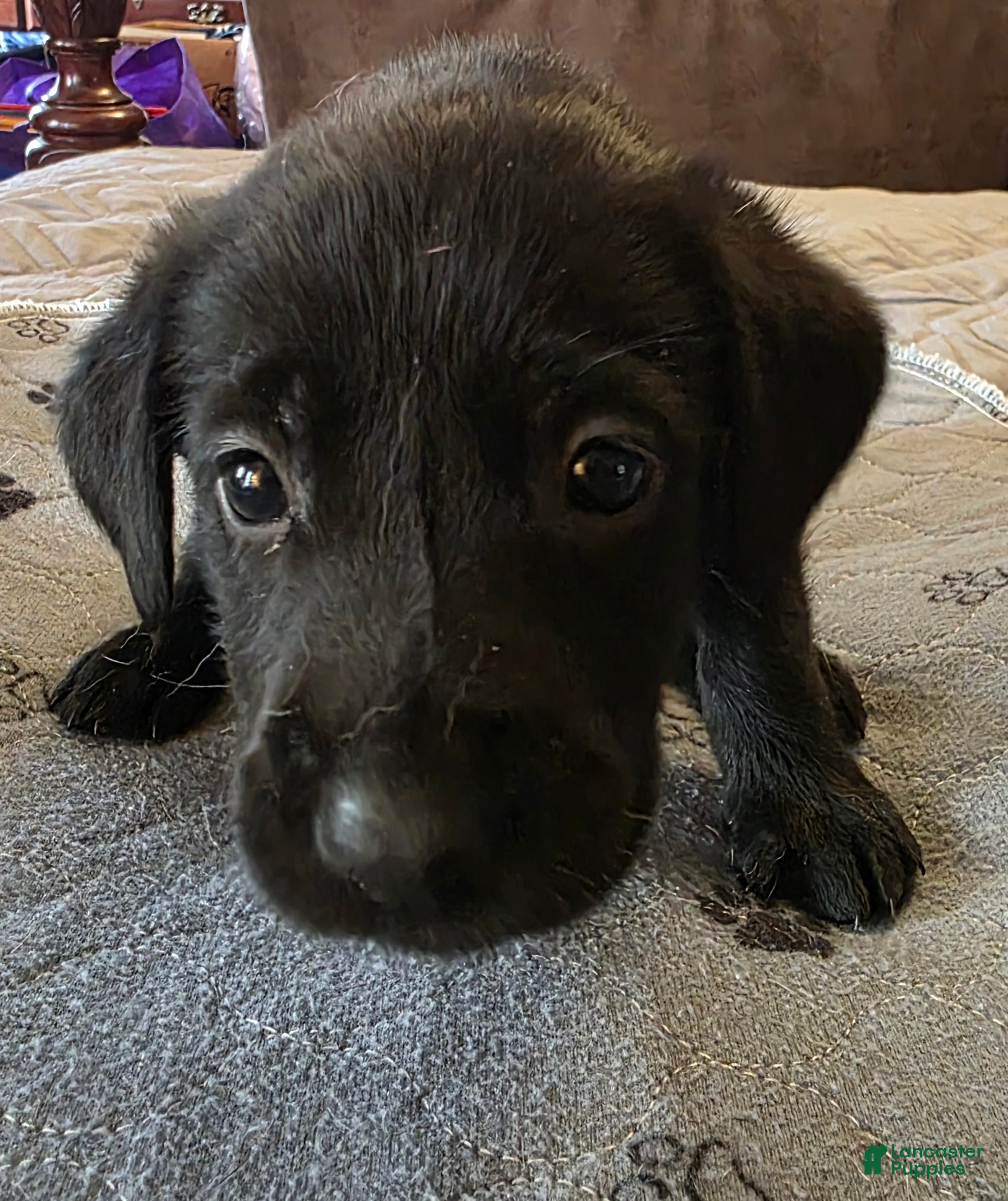 Labrador Retriever dogs L-pink - Ad 2