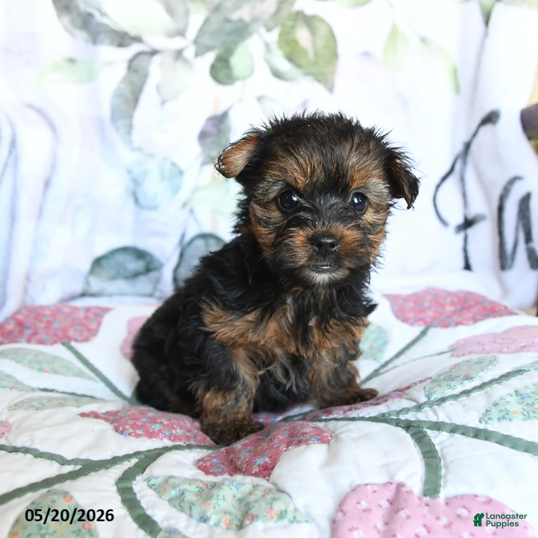 Yorkshire Terrier dogs for sale: Lenora - Ad 1