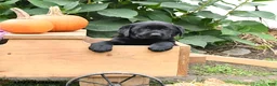 Labrador Retriever dogs for sale: Gertie - Ad 1