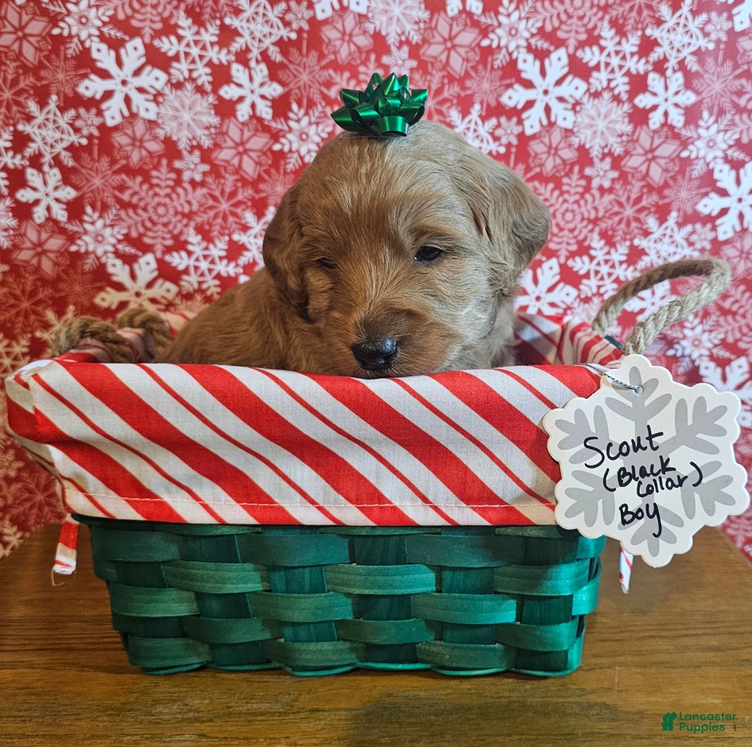 Mixed Breed dogs for sale: Reba - Ad 8