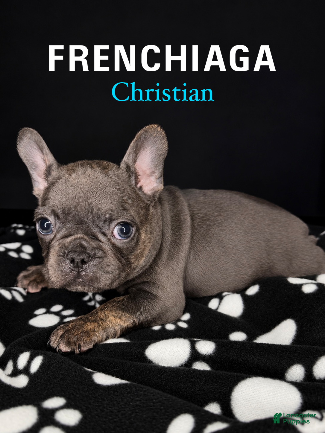 French Bulldog dogs Christian - Ad 1
