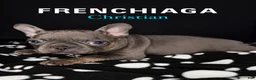 French Bulldog dogs for sale: Christian - Ad 1