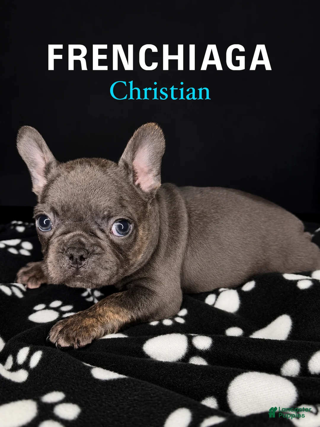 French Bulldog dogs for sale: Christian - Ad 1