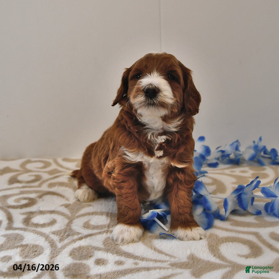 Mini Goldendoodle dogs Rocco - Ad 2