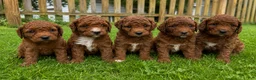 Mini Goldendoodle dogs for sale: Poppy - Ad 2