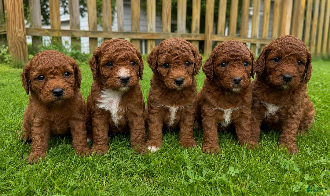 Mini Goldendoodle dogs for sale: Poppy - Ad 2