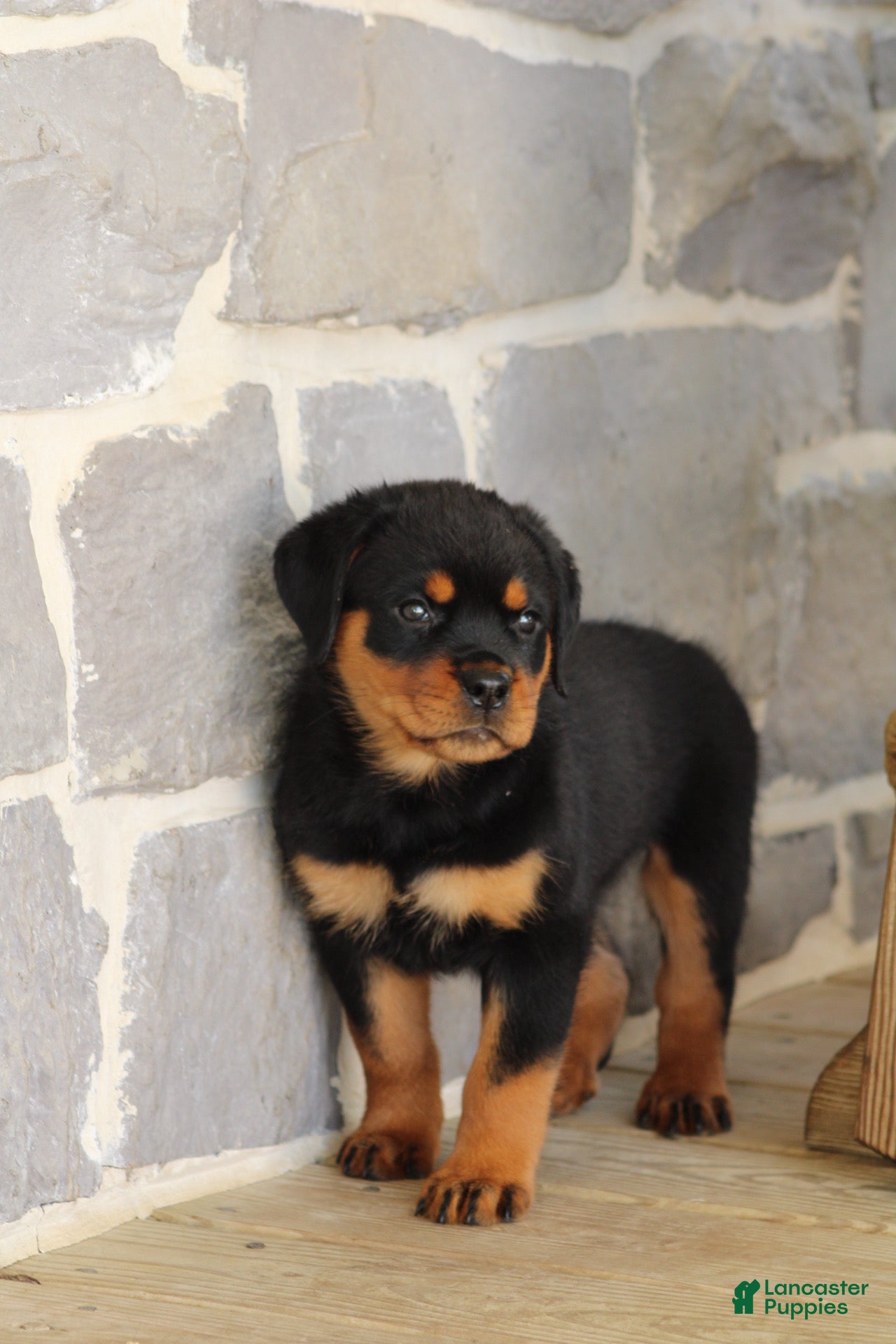 Rottweiler dogs for sale: Danielle - Ad 5