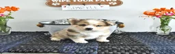 Mixed Breed dogs for sale: Sparkle - Ad 4