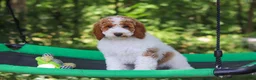 Standard Poodle dogs for sale: Blossom - Ad 20