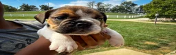 English Bulldog dogs for sale: Winston - Ad 2
