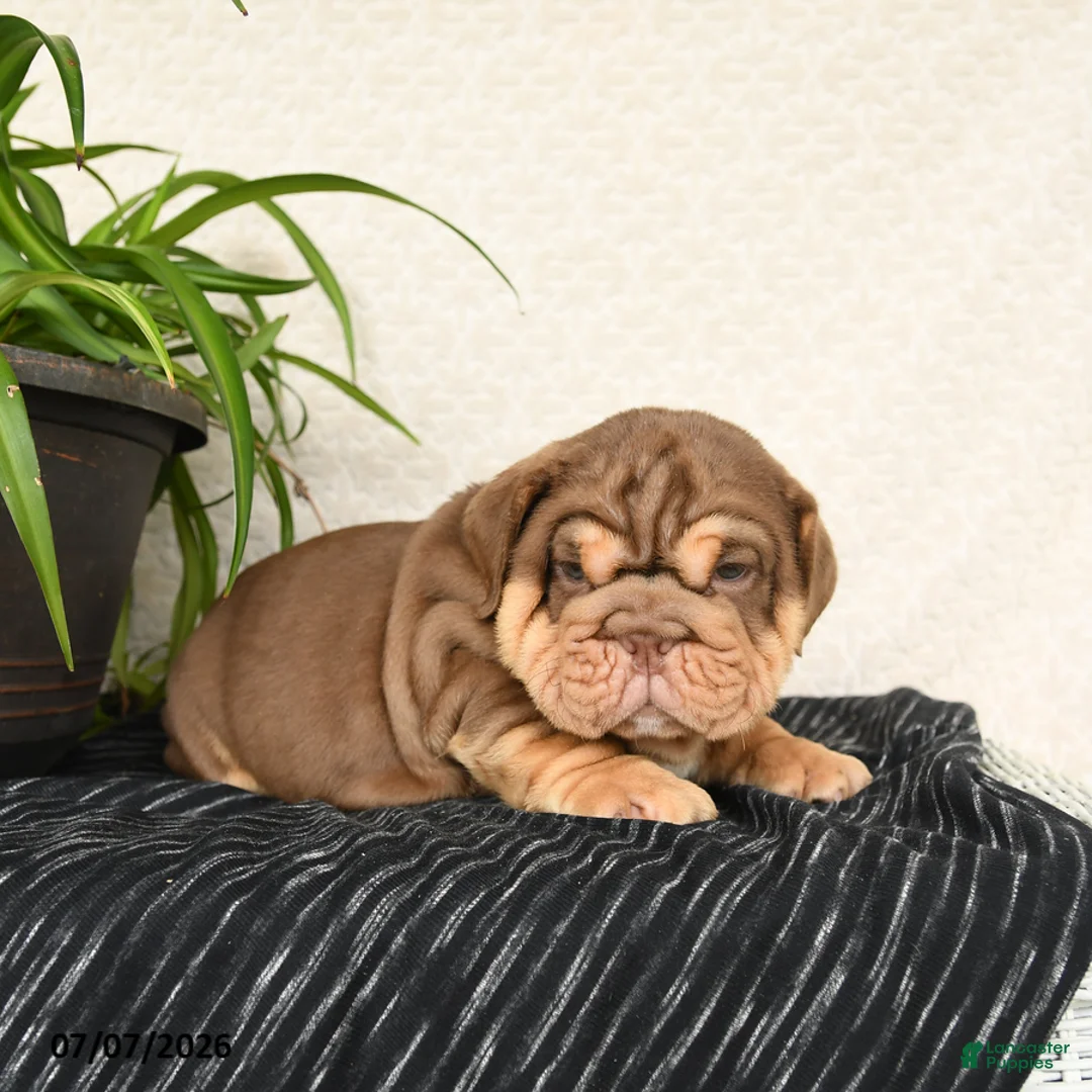 English Bulldog dogs for sale: Ralf - Ad 5