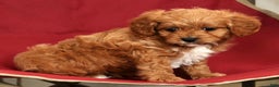 Cavapoo dogs for sale: Johnny - Ad 7