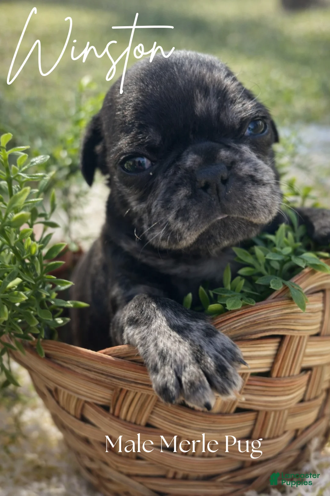 Pug dogs for sale: Winston - Ad 1