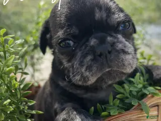 Pug dogs Winston - Ad 25