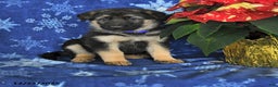 German Shepherd dogs for sale: Nick  - Ad 1