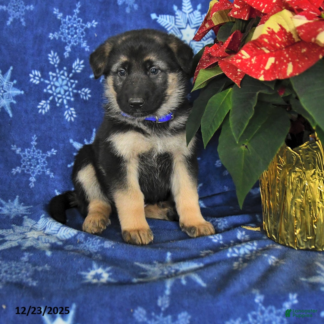 German Shepherd dogs for sale: Nick  - Ad 1