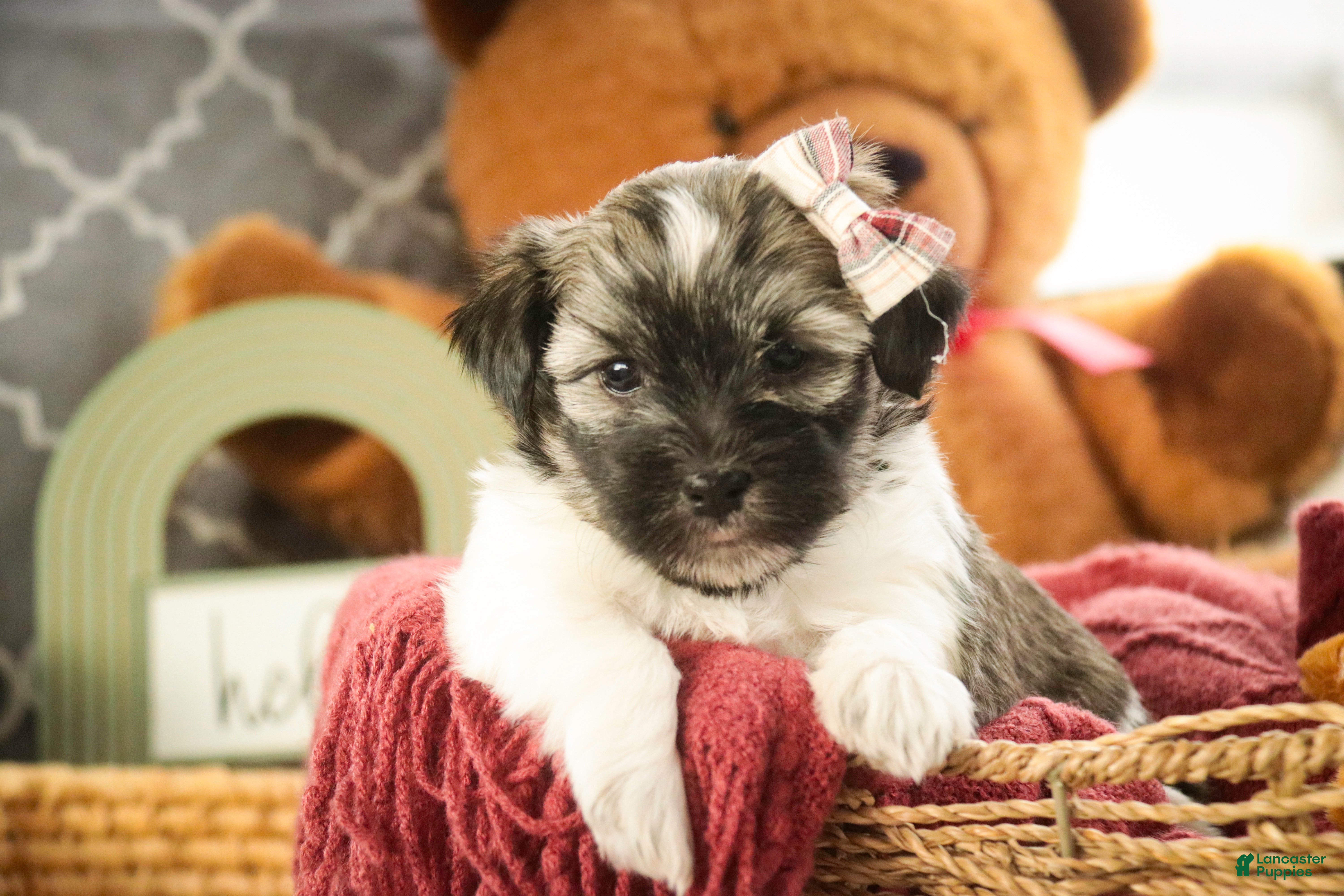 Havanese dogs Sugar - Ad 26