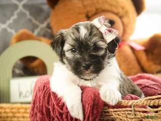 Havanese dogs Sugar - Ad 26