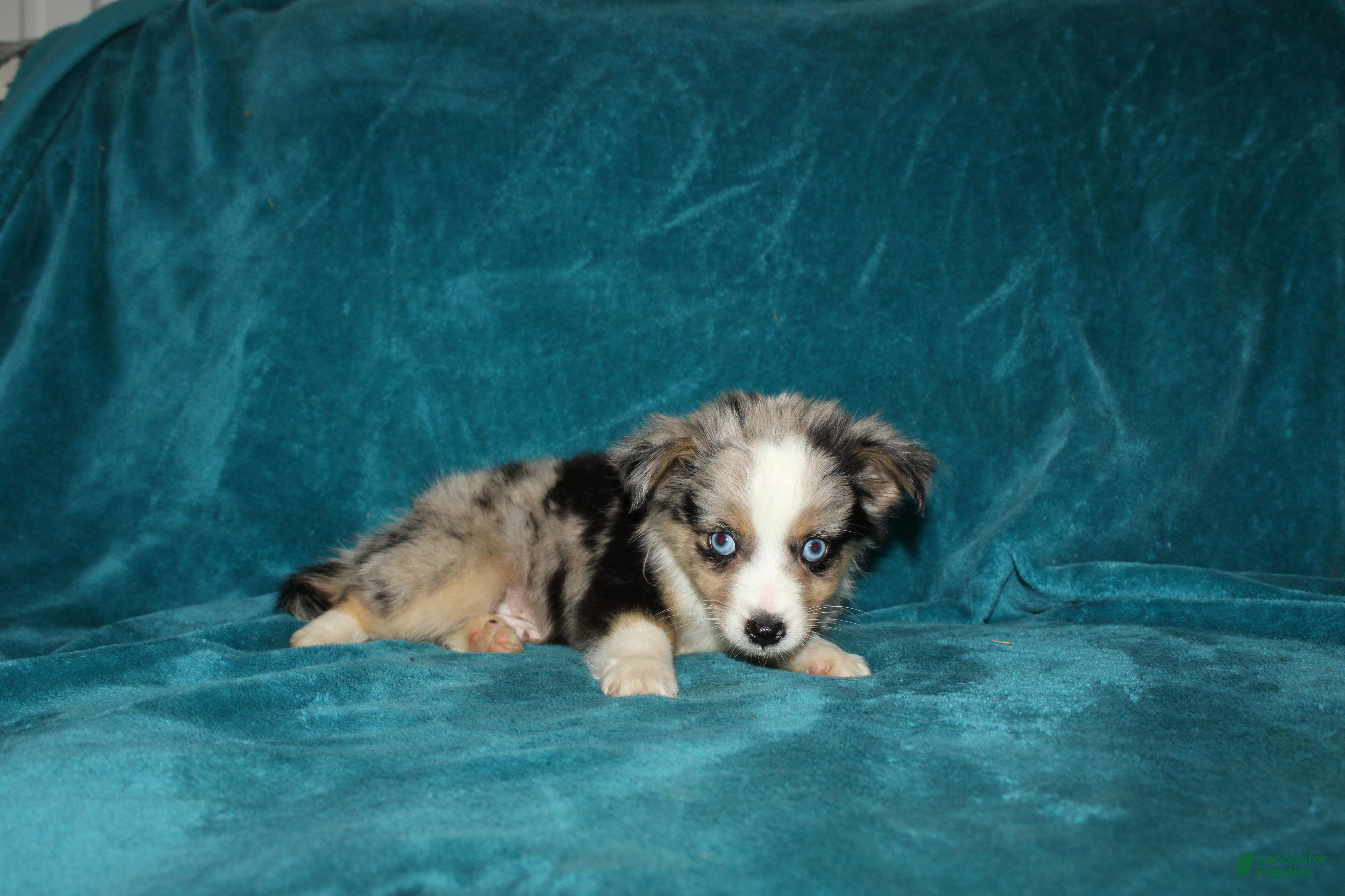 Miniature Australian Shepherd dogs for sale: Smokey - Ad 4