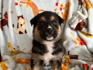 Mixed Breed dogs Pink collar female - blue eye - Ad 29