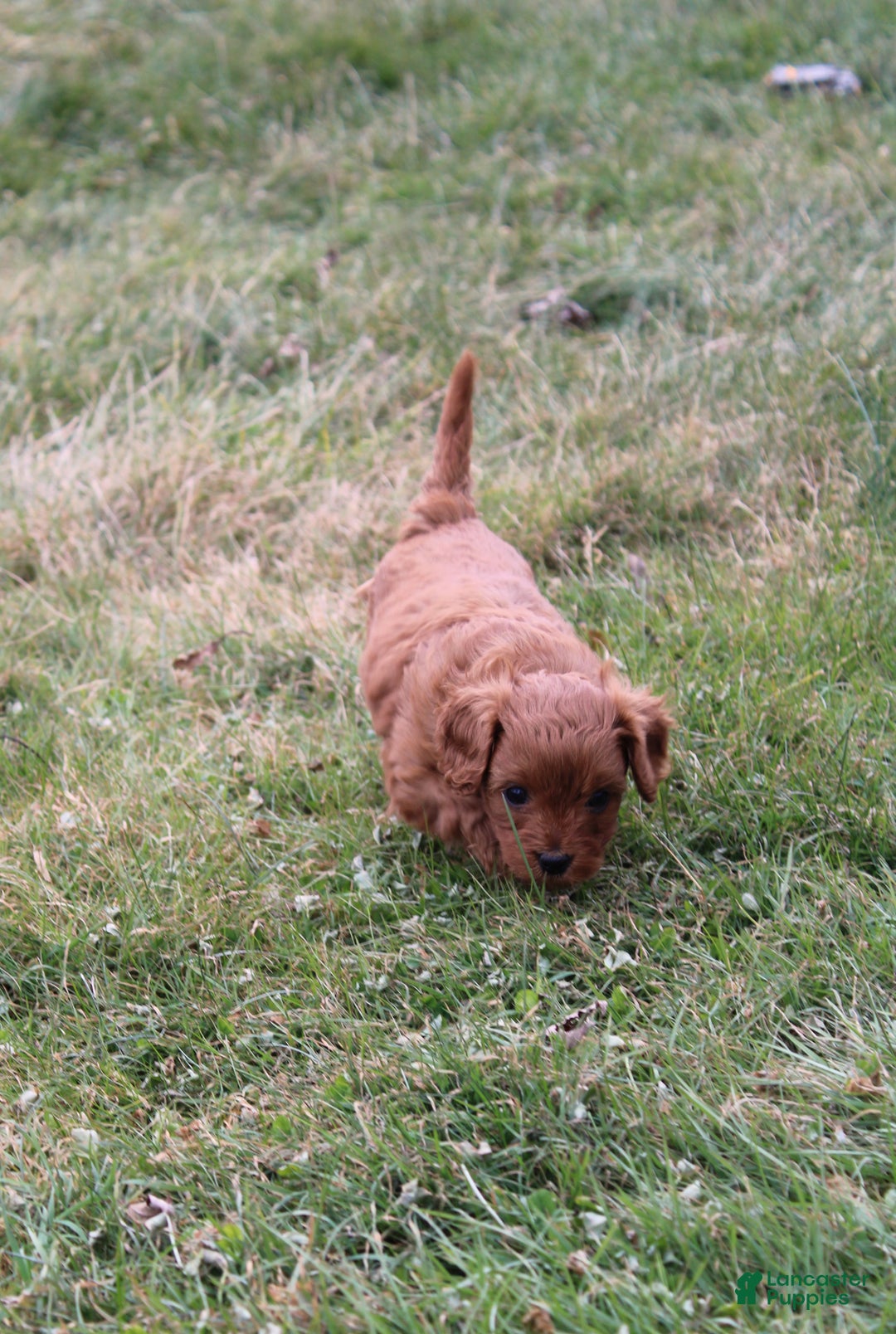 Cavapoo dogs for sale: Abby - Ad 3