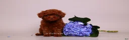 Toy Poodle dogs for sale: Erling teacup brown b-b - Ad 9